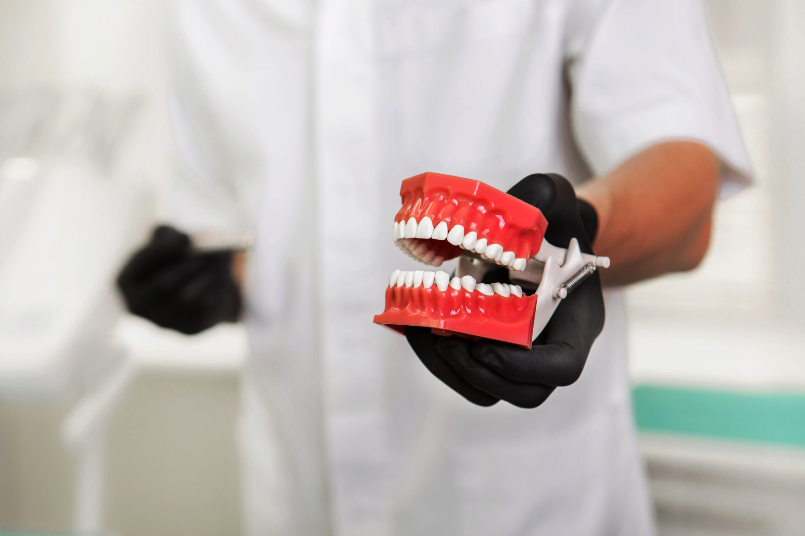 dental sample human jaw Male hands wearing medical gloves holding open dental jaw model, close-up.